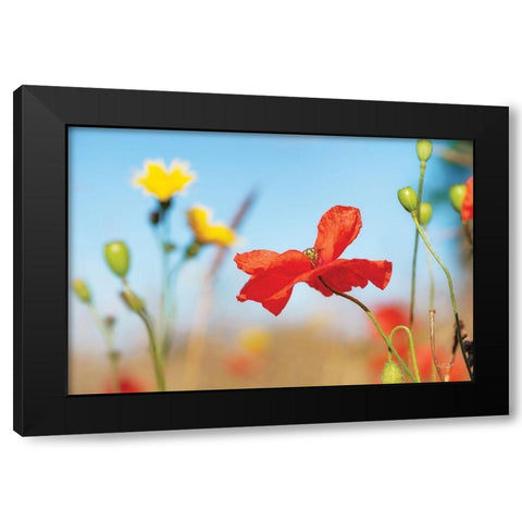 Summer Flowers Black Modern Wood Framed Art Print with Double Matting by Podt, Martin