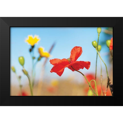 Summer Flowers Black Modern Wood Framed Art Print by Podt, Martin