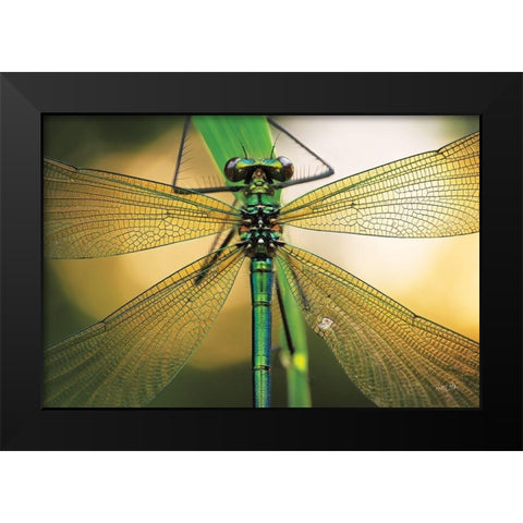 Glas in Lood Black Modern Wood Framed Art Print by Podt, Martin