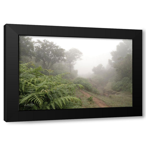 Fern Path Black Modern Wood Framed Art Print by Podt, Martin