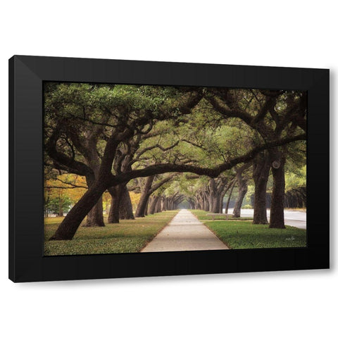 Alley of Live Oaks Black Modern Wood Framed Art Print by Podt, Martin