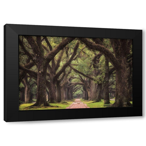 Lane of Oaks Black Modern Wood Framed Art Print with Double Matting by Podt, Martin