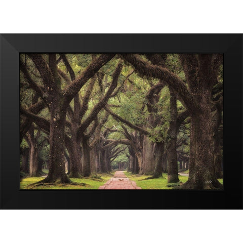 Lane of Oaks Black Modern Wood Framed Art Print by Podt, Martin