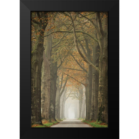 Beech Lined Road    Black Modern Wood Framed Art Print by Podt, Martin