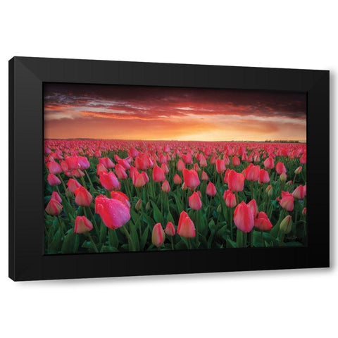 Tulip Field Sunset Black Modern Wood Framed Art Print by Podt, Martin