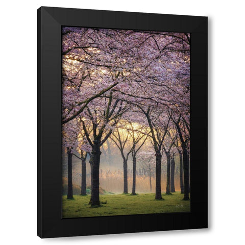 Cherry Trees at Sunrise Black Modern Wood Framed Art Print by Podt, Martin