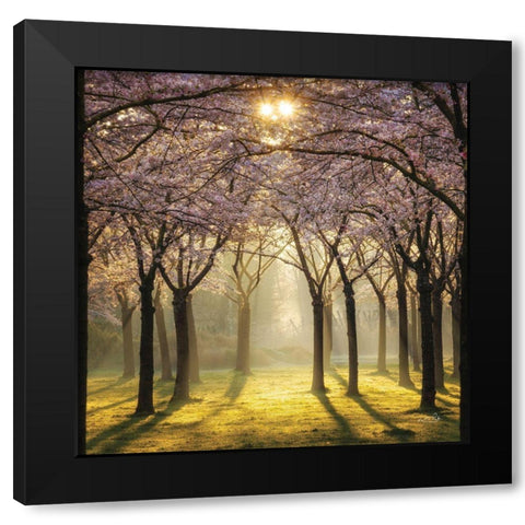 Cherry Trees in Morning Light II Black Modern Wood Framed Art Print with Double Matting by Podt, Martin