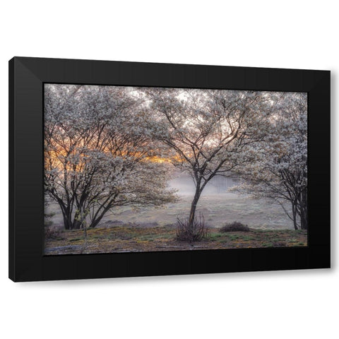Spring Bushes Black Modern Wood Framed Art Print by Podt, Martin