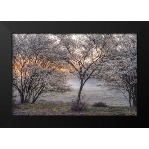 Spring Bushes Black Modern Wood Framed Art Print by Podt, Martin