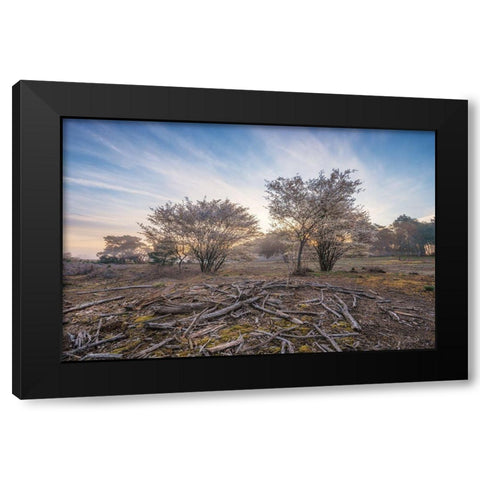 Spring Bushes at Sunrise Black Modern Wood Framed Art Print by Podt, Martin