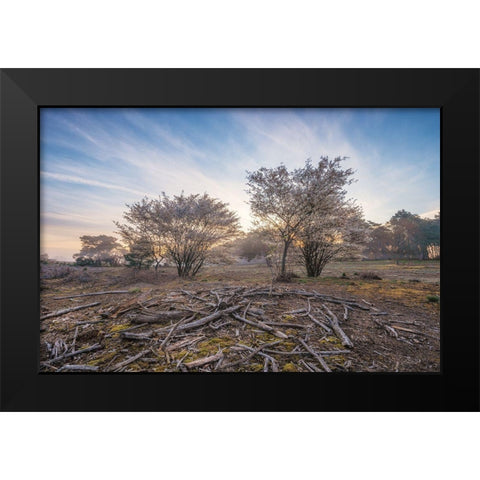 Spring Bushes at Sunrise Black Modern Wood Framed Art Print by Podt, Martin