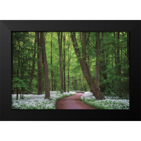 Fragrant Road Black Modern Wood Framed Art Print by Podt, Martin