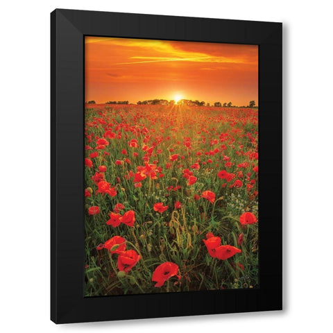 Poppies at Sunset Black Modern Wood Framed Art Print with Double Matting by Podt, Martin