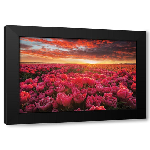 Tulip Magnificence Black Modern Wood Framed Art Print with Double Matting by Podt, Martin