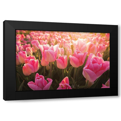 The Pink Ones Black Modern Wood Framed Art Print by Podt, Martin