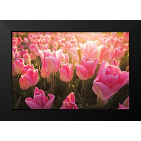 The Pink Ones Black Modern Wood Framed Art Print by Podt, Martin