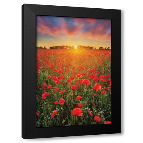 Poppies at Sunset Black Modern Wood Framed Art Print with Double Matting by Podt, Martin