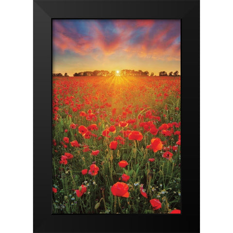 Poppies at Sunset Black Modern Wood Framed Art Print by Podt, Martin