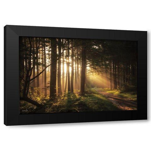 Light and Pines Black Modern Wood Framed Art Print with Double Matting by Podt, Martin