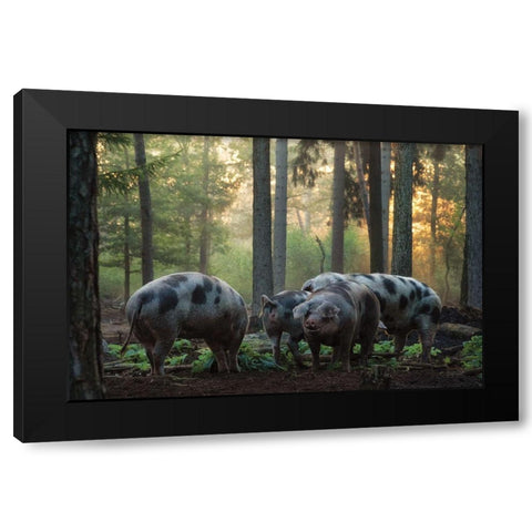 Pig Paradise  Black Modern Wood Framed Art Print with Double Matting by Podt, Martin