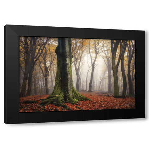 Autumn in the Forest  Black Modern Wood Framed Art Print by Podt, Martin