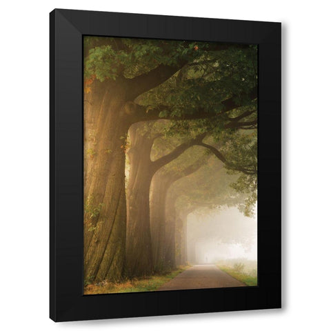 Twisted Trunk Black Modern Wood Framed Art Print by Podt, Martin