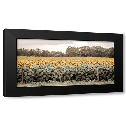 Sunflower Field No. 7 Black Modern Wood Framed Art Print by Rigsby, Jennifer