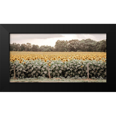 Sunflower Field No. 7 Black Modern Wood Framed Art Print by Rigsby, Jennifer