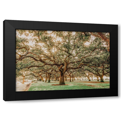 Low Country Oaks II Black Modern Wood Framed Art Print with Double Matting by Rigsby, Jennifer