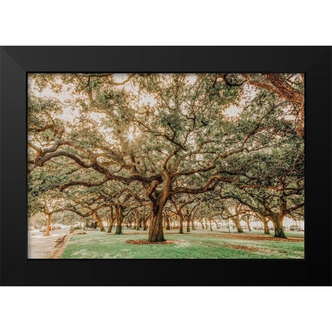 Low Country Oaks II Black Modern Wood Framed Art Print by Rigsby, Jennifer