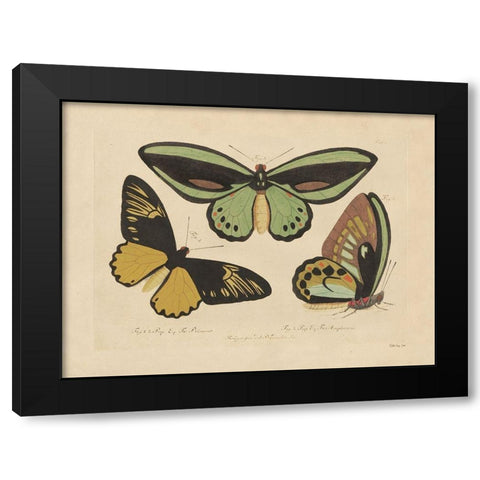 Vintage Butterflies 3 Black Modern Wood Framed Art Print with Double Matting by Stellar Design Studio