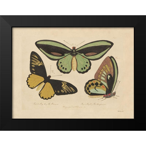 Vintage Butterflies 3 Black Modern Wood Framed Art Print by Stellar Design Studio