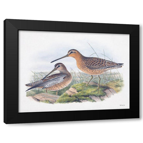 Goulds Coastal Bird VIII Black Modern Wood Framed Art Print by Stellar Designs Studio
