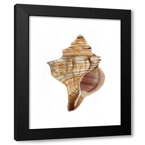 Neutral Shell Collection 1   Black Modern Wood Framed Art Print with Double Matting by Stellar Design Studio