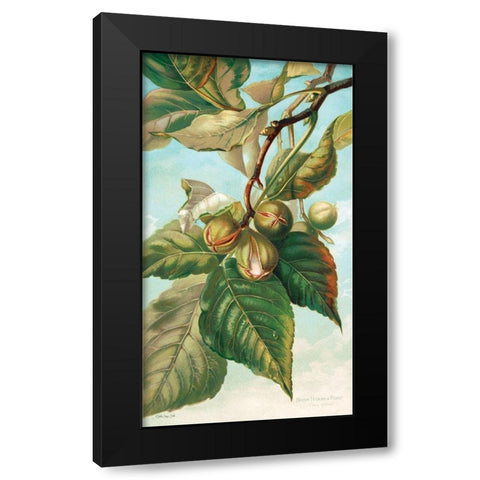 Tree Branch with Fruit I Black Modern Wood Framed Art Print with Double Matting by Stellar Design Studio