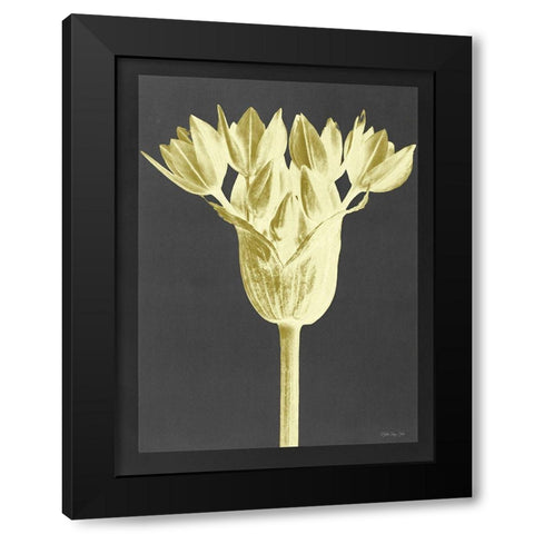 Forms in Nature 3 Black Modern Wood Framed Art Print with Double Matting by Stellar Design Studio