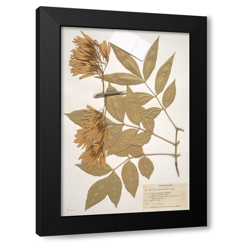 Herbarium 1 Black Modern Wood Framed Art Print by Stellar Design Studio