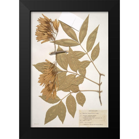 Herbarium 1 Black Modern Wood Framed Art Print by Stellar Design Studio