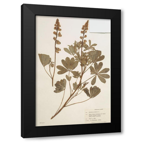 Herbarium 2 Black Modern Wood Framed Art Print with Double Matting by Stellar Design Studio