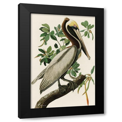 Audubon Brown Pelican Black Modern Wood Framed Art Print with Double Matting by Stellar Design Studio