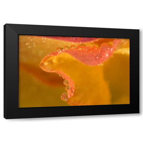 Abstract of flower petal edge in the rain Black Modern Wood Framed Art Print by Rotenberg, Nancy