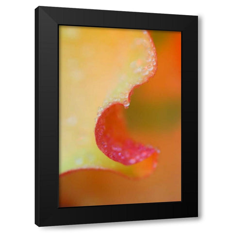 Flower Petal with Rain Drop Black Modern Wood Framed Art Print with Double Matting by Rotenberg, Nancy