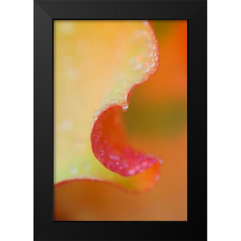 Flower Petal with Rain Drop Black Modern Wood Framed Art Print by Rotenberg, Nancy