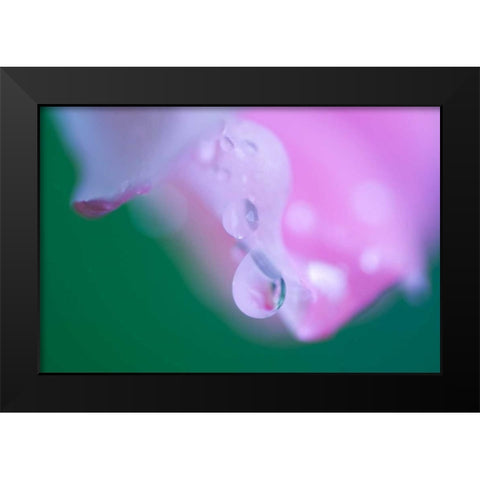 Petals with Drops of Rain Black Modern Wood Framed Art Print by Rotenberg, Nancy