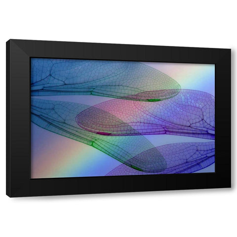 Abstract of dragonfly wings and rainbow Black Modern Wood Framed Art Print with Double Matting by Paulson, Don