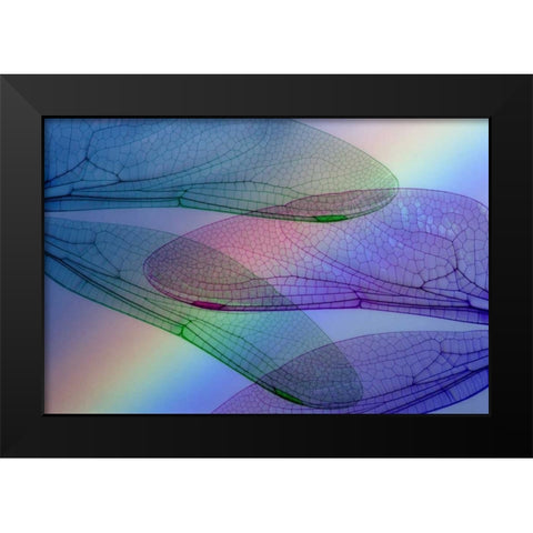 Abstract of dragonfly wings and rainbow Black Modern Wood Framed Art Print by Paulson, Don