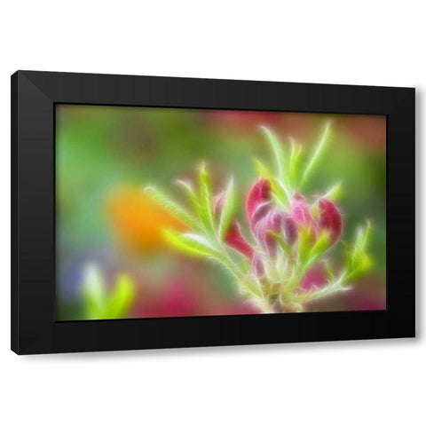 Abstract close-up of azalea buds Black Modern Wood Framed Art Print with Double Matting by Paulson, Don