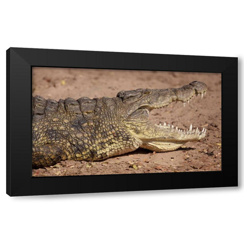 Africa, Botswana, Chobe NP Cocodile Close up Black Modern Wood Framed Art Print with Double Matting by Kaveney, Wendy