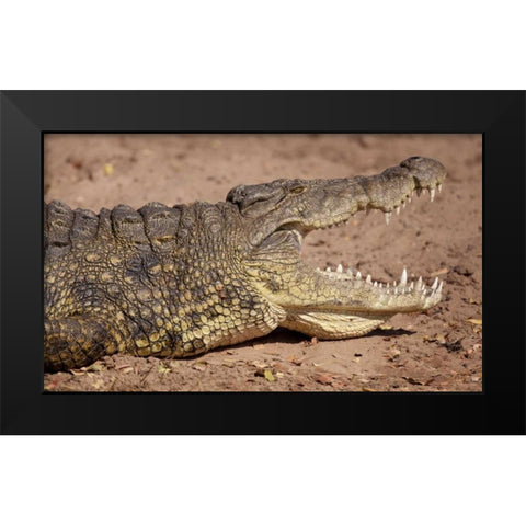 Africa, Botswana, Chobe NP Cocodile Close up Black Modern Wood Framed Art Print by Kaveney, Wendy