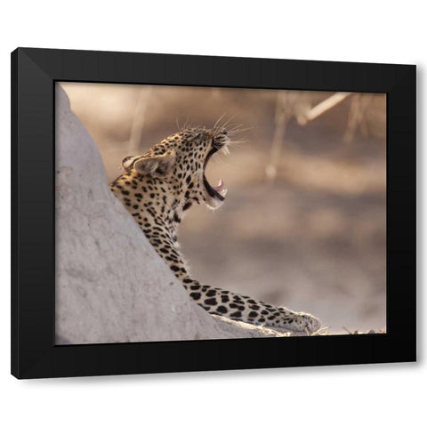 Africa, Botswana, Chobe NP Yawning leopard Black Modern Wood Framed Art Print with Double Matting by Kaveney, Wendy